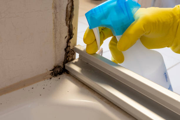 Mold Removal Process in Elsmere, DE