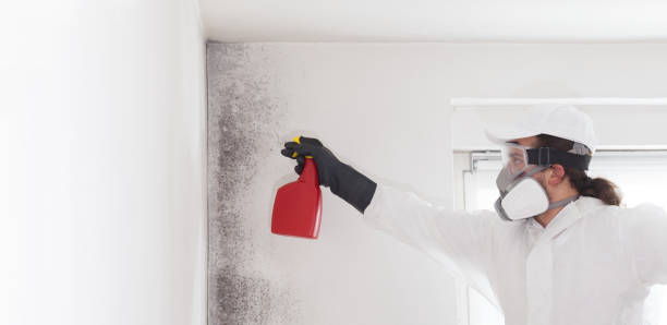 Best Mold Damage Repair  in Elsmere, DE