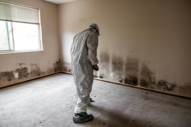 Certified Mold Removal in Elsmere, DE